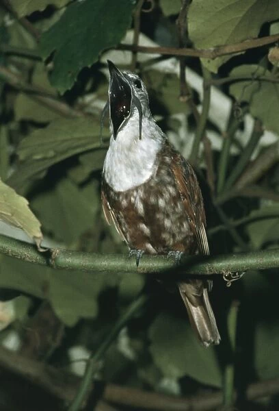 Three-wattled Bell Bird - Male, with beak open South America