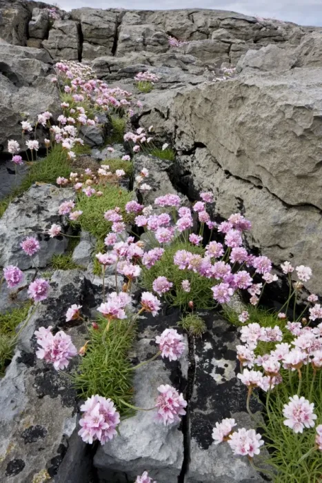 Framed Print : Thrift - on coastal limestone pavement, The Burren; Eire Framed Print : Thrift - on coastal limestone pavement, The Burren; Eire
