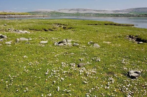 Thrift in coastal pasture / saltmarsh on the Rine sand and shingle spit, Galway Bay, the Burren, Eire