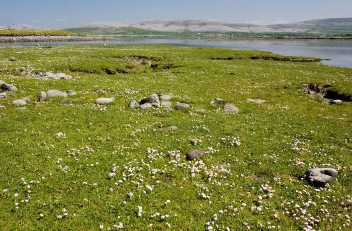 Framed Print : Thrift in coastal pasture / saltmarsh on the Rine sand and shingle spit, Galway Bay, the Burren, Eire Framed Print : Thrift in coastal pasture / saltmarsh on the Rine sand and shingle spit, Galway Bay, the Burren, Eire