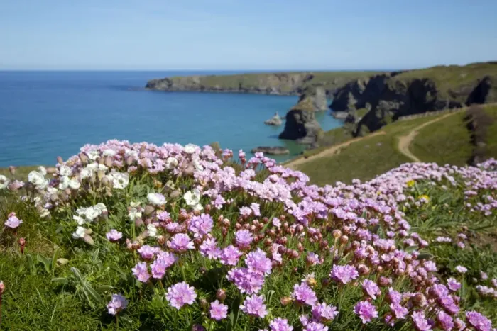Framed Print : Thrift - in flower - spring - Bedruthan Steps, Cornwall, UK Framed Print : Thrift - in flower - spring - Bedruthan Steps, Cornwall, UK