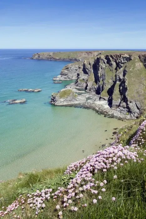 Framed Print : Thrift - in flower - spring - Bedruthan Steps, Cornwall, UK Framed Print : Thrift - in flower - spring - Bedruthan Steps, Cornwall, UK