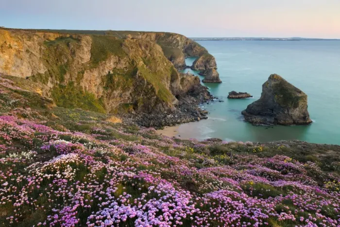 Framed Print : Thrift - in flower - spring - sunset - Bedruthan Steps, Cornwall, UK Framed Print : Thrift - in flower - spring - sunset - Bedruthan Steps, Cornwall, UK