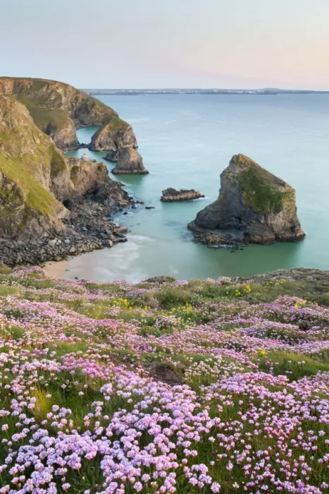 Framed Print : Thrift - in flower - spring - sunset - Bedruthan Steps, Cornwall, UK Framed Print : Thrift - in flower - spring - sunset - Bedruthan Steps, Cornwall, UK