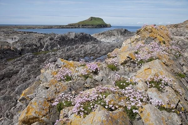Thrift flowers - on rocky outcrops - Worms Head The Gower South Wales UK