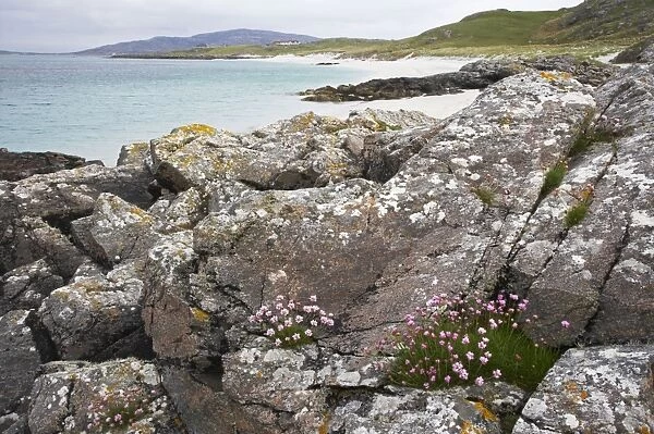 Thrift - and rocks on white sand beach Eriskay Island Outer Hebrides Scotland, UK LA003540
