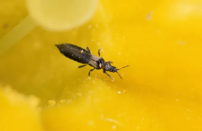 Framed Print : Thrips - 1. 5 mm in length, in garden UK Framed Print : Thrips - 1. 5 mm in length, in garden UK