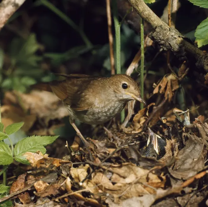 Framed Print : Thrush Nightingale