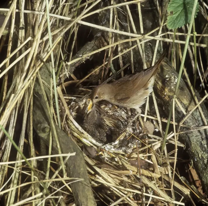 Framed Print : Thrush Nightingale - feeding chicks at nest Framed Print : Thrush Nightingale - feeding chicks at nest