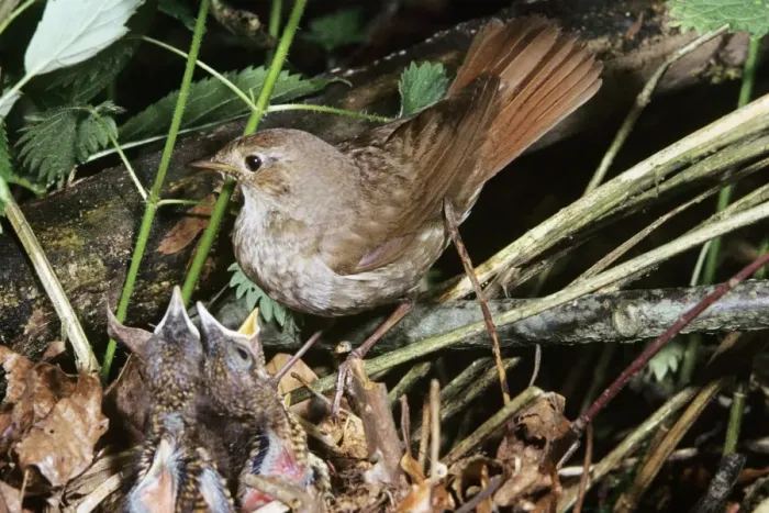 Framed Print : Thrush Nightingale - at nest with young Framed Print : Thrush Nightingale - at nest with young