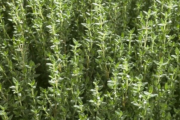 Thyme - close-up