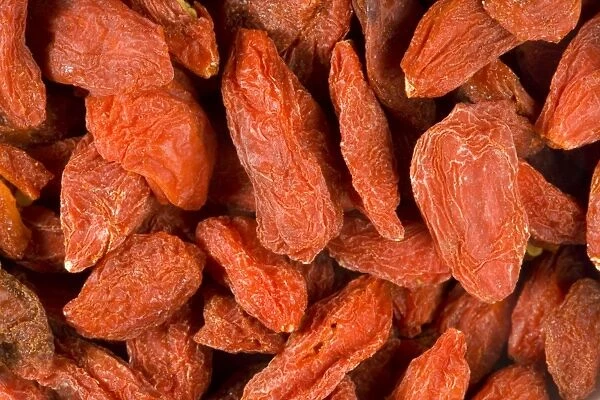 Tibetan Goji berry or Wolf berry Lycium chinense. New superfruit with high levels of Vitamin C, from Ningxia, China