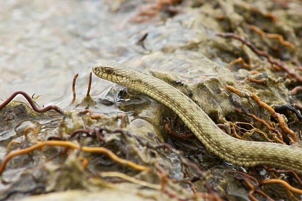 Tibetan Hot Spring Snake at around 4000 meters on the high plateau - China