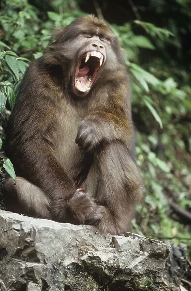Tibetan  /  Pere David's  /  Chinese Stump-tailed  /  Milne-Edward's Macaque - yawning