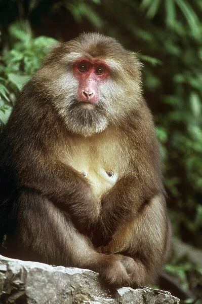 Tibetan  /  Pere David's  /  Chinese Stump-tailed  /  Milne-Edward's Macaque - female Mt Emei, Sichuan, China