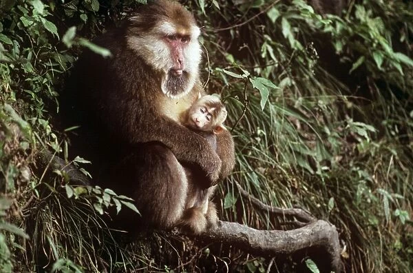Tibetan  /  Pere David's  /  Chinese Stump-tailed  /  Milne-Edward's Macaque - holding infant Mt, Sichuan, China