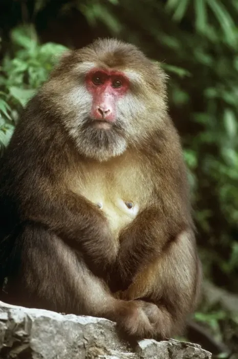 Framed Print : Tibetan / Pere David's / Chinese Stump-tailed / Milne-Edward's Macaque - female Mt Emei, Sichuan, China Framed Print : Tibetan / Pere David's / Chinese Stump-tailed / Milne-Edward's Macaque - female Mt Emei, Sichuan, China