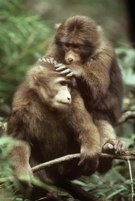 Framed Print : Tibetan / Pere David's / Chinese Stump-tailed / Milne-Edward's Macaque - grooming Framed Print : Tibetan / Pere David's / Chinese Stump-tailed / Milne-Edward's Macaque - grooming