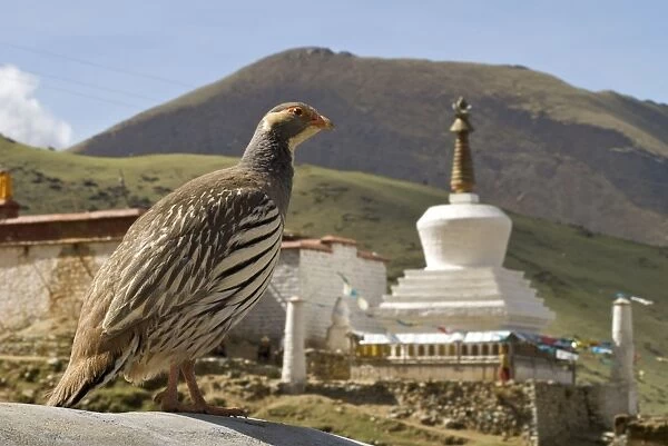Tibetan Snowcock with stuppa / chortan - China