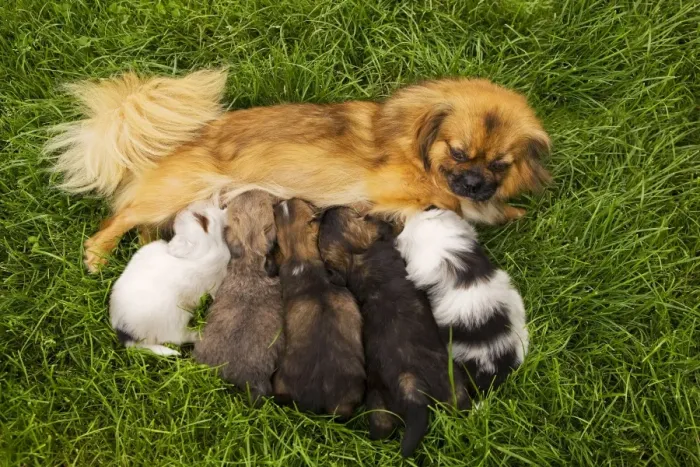 Framed Print : Tibetan Spaniel - with five puppies suckling Framed Print : Tibetan Spaniel - with five puppies suckling