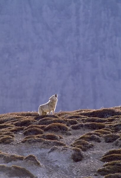 Tibetan Wolf - male howling near den. Ladakh India