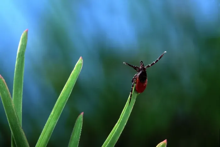 Framed Print : Tick - waiting for its prey at the top of a grass leaf Framed Print : Tick - waiting for its prey at the top of a grass leaf