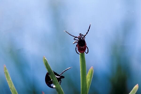Tick - waiting for its prey at the top of a grass leave