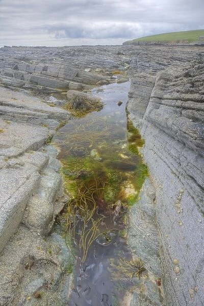 Tidepool at low tide - Brough Head - Orkney Mainland LA005316