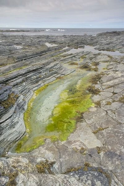 Tidepool at low tide - Brough Head - Orkney Mainland LA005308