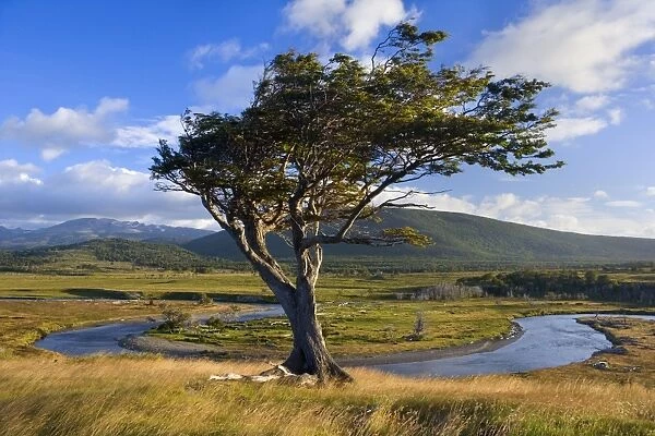 Tierra del Fuego - windswept tree standing on a