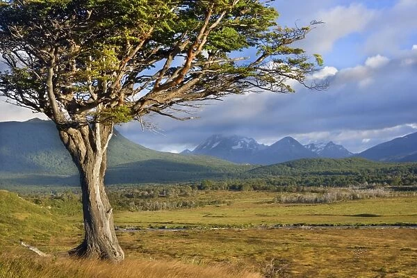Tierra del Fuego - windswept tree standing on a