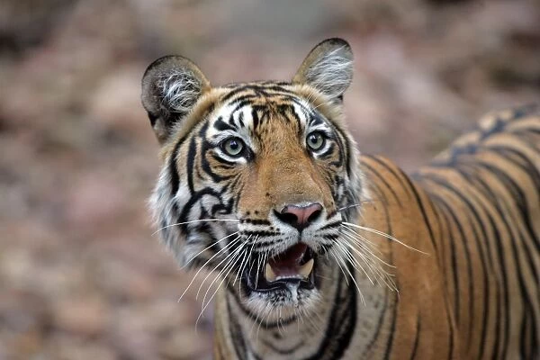Tiger - 16 month-old female Ranthambhore NP, Rajasthan, India