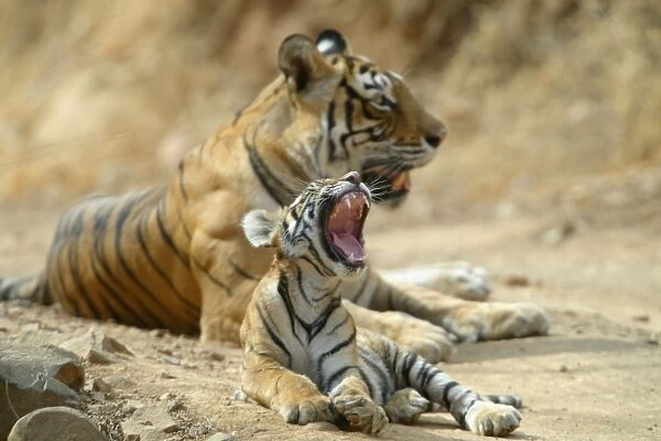 Tiger - 3 month-old cub yawning in front of tigress Ranthambhore NP, Rajasthan, India