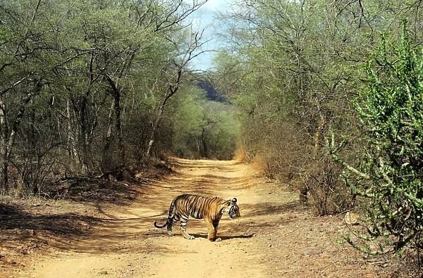 Tiger - 9 month-old cub walking across forest track Ranthambhore National Park, Rajasthan, India