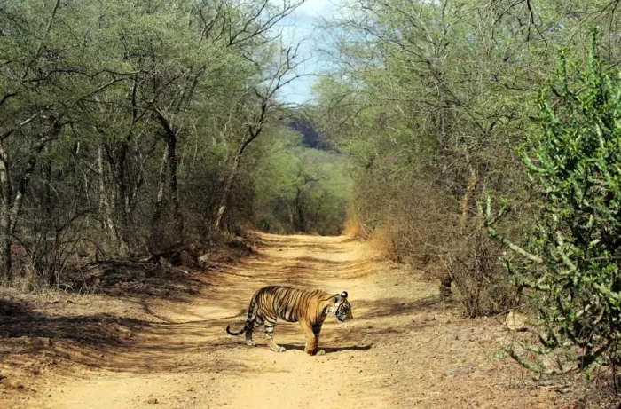 Framed Print : Tiger - 9 month-old cub walking across forest track Ranthambhore National Park, Rajasthan, India Framed Print : Tiger - 9 month-old cub walking across forest track Ranthambhore National Park, Rajasthan, India