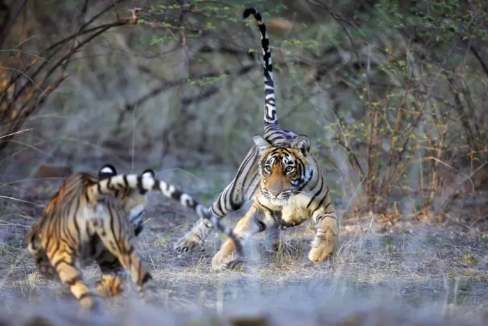 Framed Print : Tiger - Two 9 month-old cubs playing Ranthambhore National Park, Rajasthan, India Framed Print : Tiger - Two 9 month-old cubs playing Ranthambhore National Park, Rajasthan, India