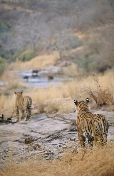 Tiger CB 62 Tigers stalking prey Panthera tigris © Chris Brunskill  /  ARDEA LONDON