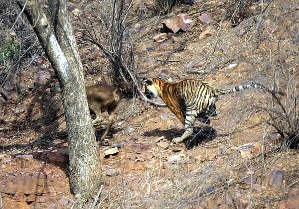 Tiger - Chasing Sambar (Cervus unicolor) Ranthambhore NP, Rajasthan, India