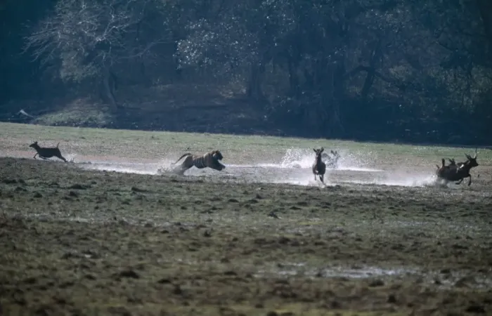 Framed Print : Tiger Chasing Sambar, Ranthembhore NP, India Framed Print : Tiger Chasing Sambar, Ranthembhore NP, India