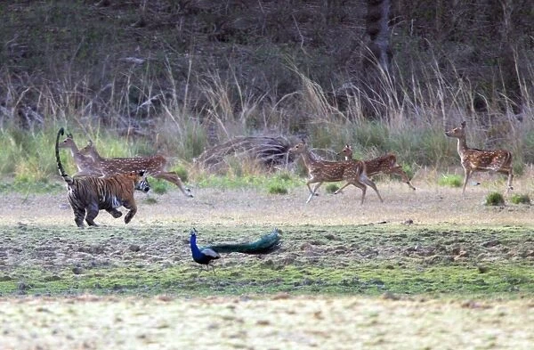 Tiger - Chasing spotted deer (axis axis) Ranthambhore National Park, Rajasthan, India