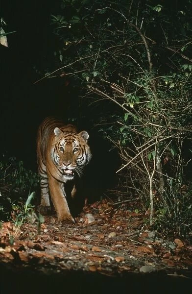 Tiger CHM 1222 Nepal Panthera tigris © Charles McDougal  /  ardea. com