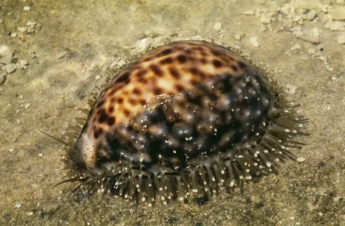Framed Print : Tiger Cowrie Great Barrier Reef, Australia Framed Print : Tiger Cowrie Great Barrier Reef, Australia