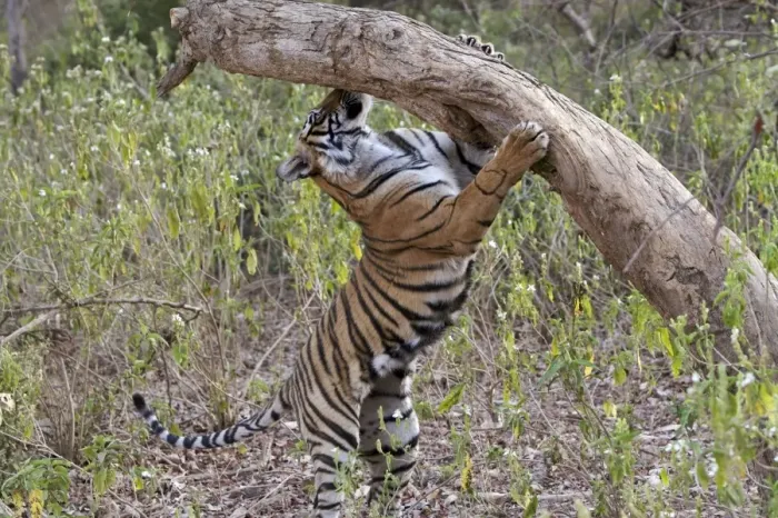 Framed Print : Tiger - cub sniffing tree - NB unsheathed claws - Sequence 2 of 4 - Sniffing scent mark and then adding own scent to spot Framed Print : Tiger - cub sniffing tree - NB unsheathed claws - Sequence 2 of 4 - Sniffing scent mark and then adding own scent to spot