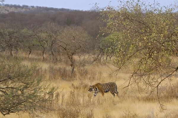 Tiger in dry forest habitat - Ranthambhore National Park - Rajasthan - Dry season