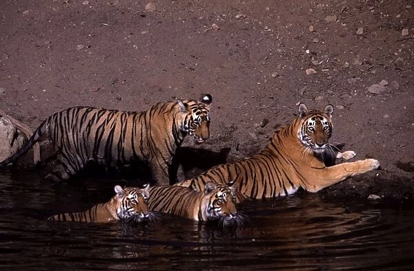 Tiger family - Mother and three 15 month-old cubs Ranthambhore NP, Rajasthan, India