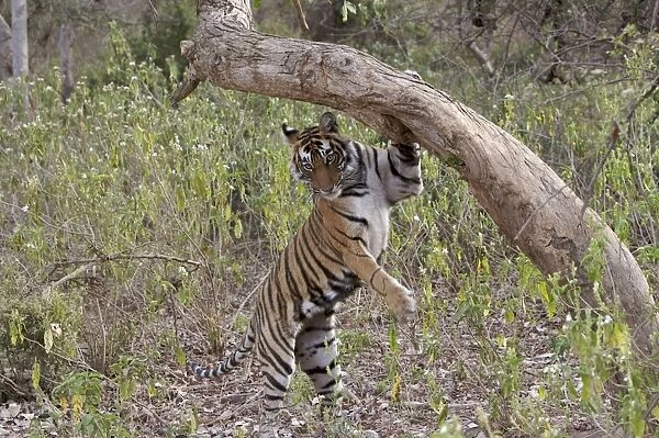 Tiger - Female cub descending after sniffing and scent-marking a tree - Sequence 4 of 4 - Sniffing scent mark and then adding own scent to spot