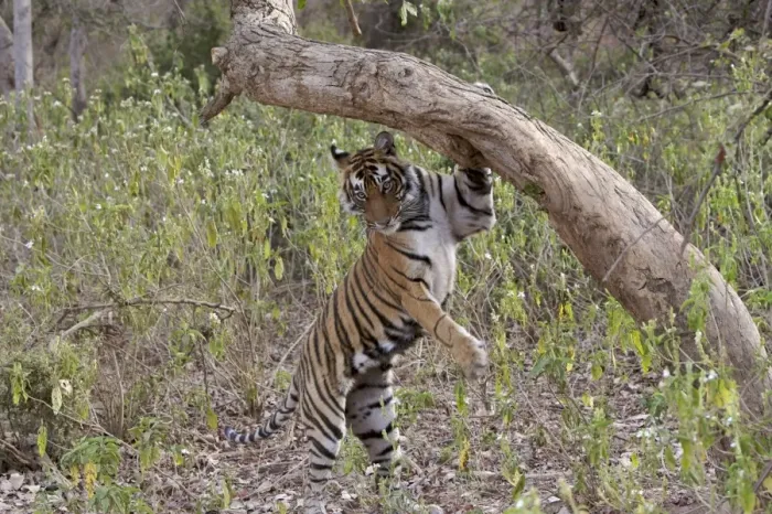 Framed Print : Tiger - Female cub descending after sniffing and scent-marking a tree - Sequence 4 of 4 - Sniffing scent mark and then adding own scent to spot Framed Print : Tiger - Female cub descending after sniffing and scent-marking a tree - Sequence 4 of 4 - Sniffing scent mark and then adding own scent to spot