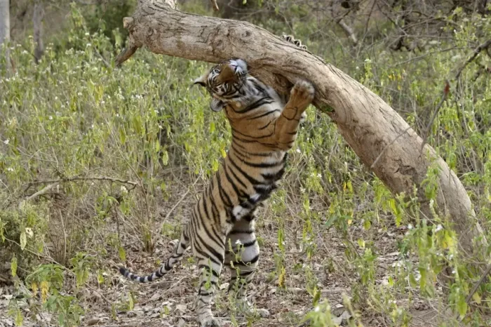 Framed Print : Tiger - Female cub scent-marking rubbing face - NB extended claws of far paw - Sequence 3 of 4 - Sniffing scent mark and then adding own scent to spot Framed Print : Tiger - Female cub scent-marking rubbing face - NB extended claws of far paw - Sequence 3 of 4 - Sniffing scent mark and then adding own scent to spot