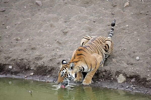 Tiger - Female drinking from pool Ranthambhore NP, Rajasthan, India