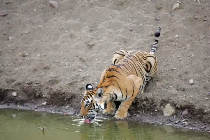 Framed Print : Tiger - Female drinking from pool Ranthambhore NP, Rajasthan, India Framed Print : Tiger - Female drinking from pool Ranthambhore NP, Rajasthan, India